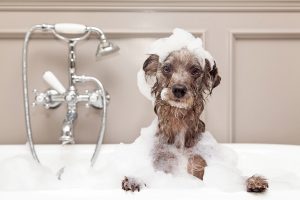 mobile dog grooming boca raton