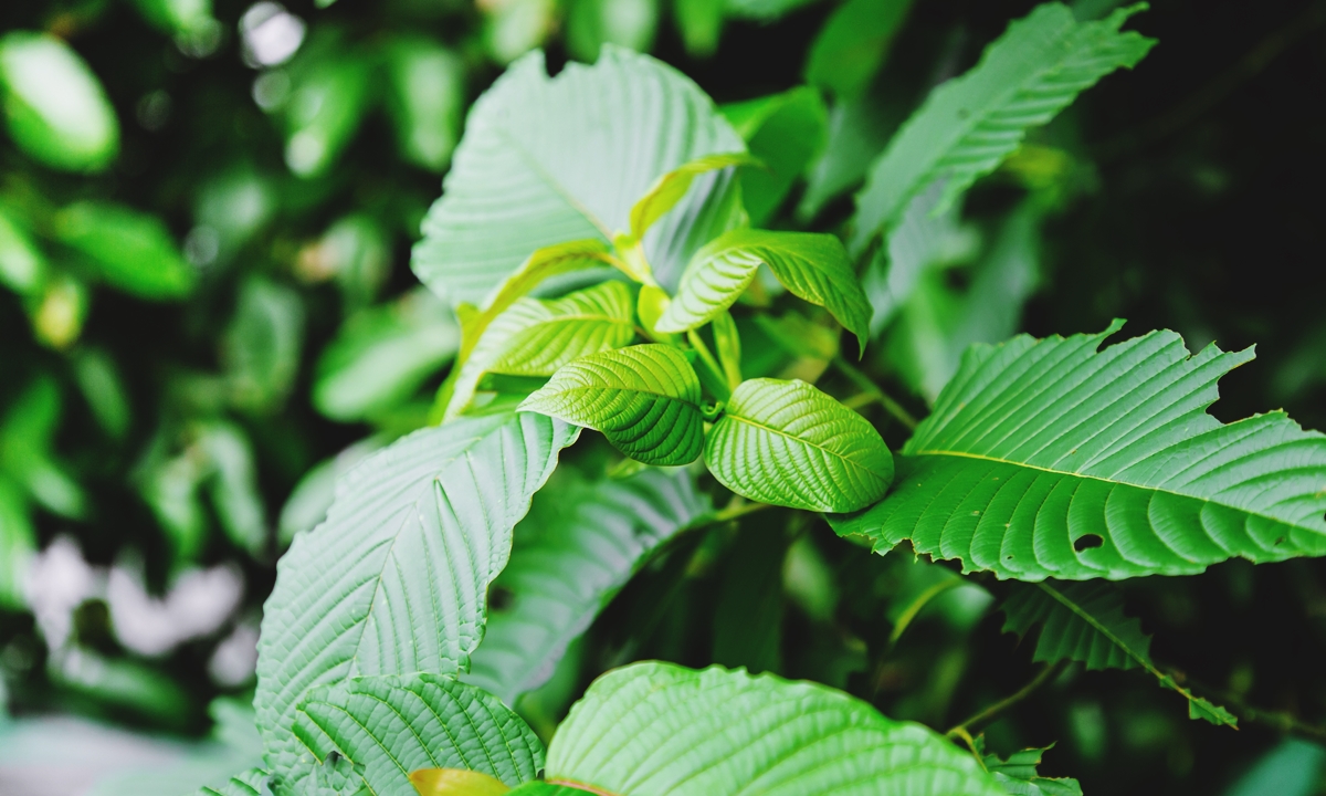 kratom strain for energy